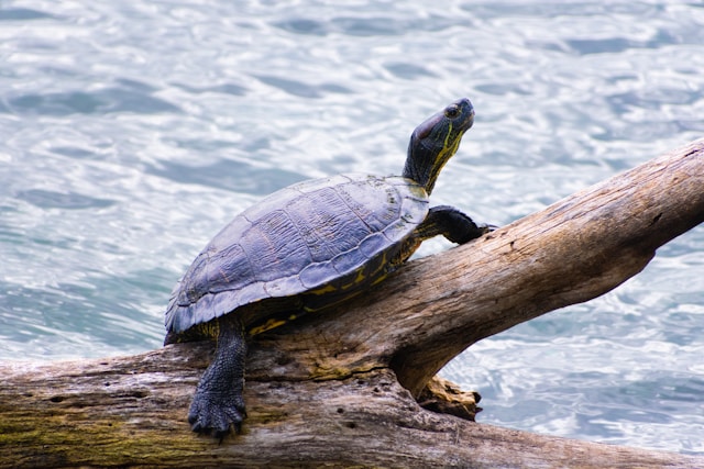 robin-teng-G558WmTHbA4-unsplash